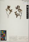 Foto von Salix herbacea L. x Salix lapponum L.